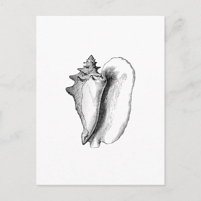 Carte Postale Queen Conch (Devant)