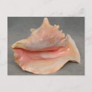 Carte Postale Queen Conch Shell