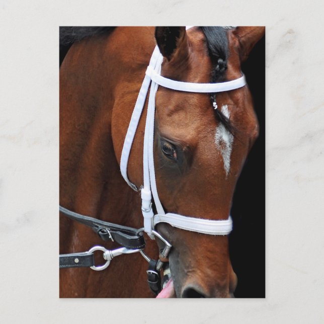 Carte Postale Queen de Kitten par Kitten's Joy (Devant)