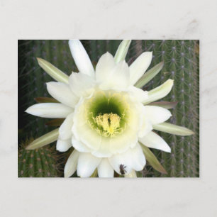 Carte Postale Queen Of The Night Cactus Flower, région de Karoo