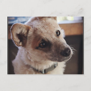 Carte Postale Queensland Heeler Pup Ringo