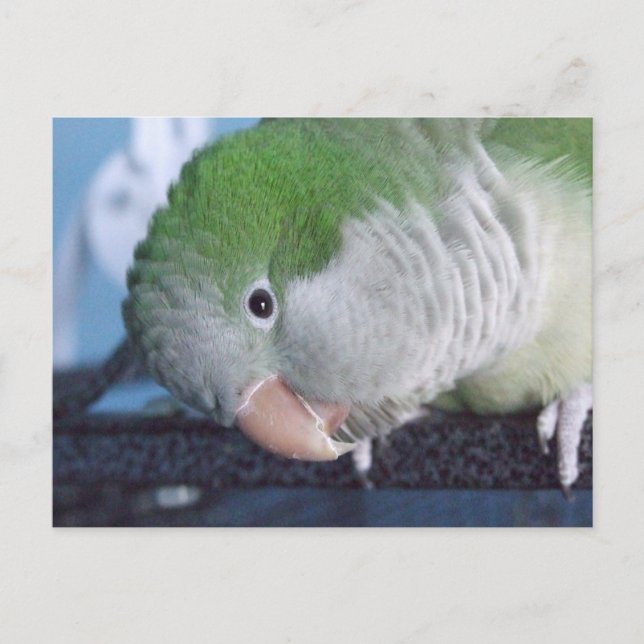 Carte Postale Qu'est-ce que ça fait ? Quaker Parakeet (Devant)