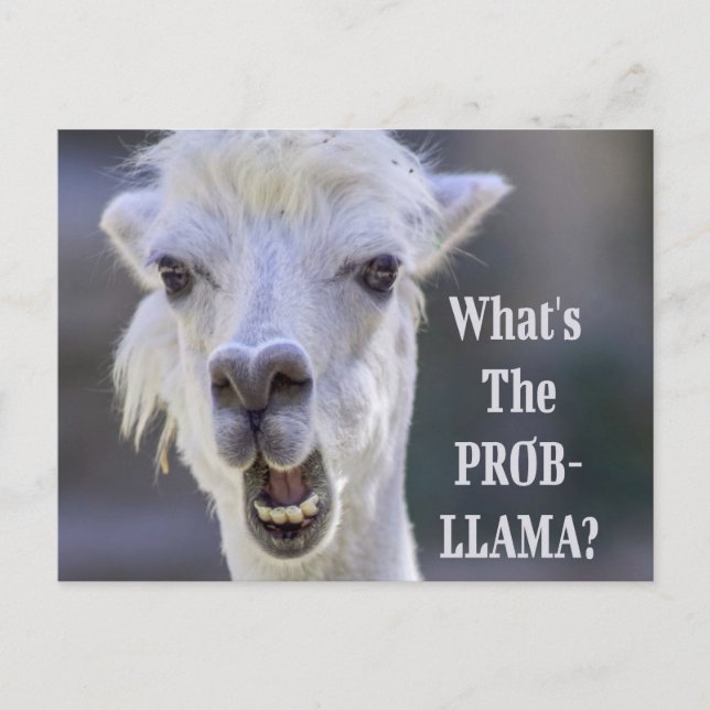 Carte Postale Qu'est-ce que le Prob-Llama ? Jote Drôle LLAMA (Devant)