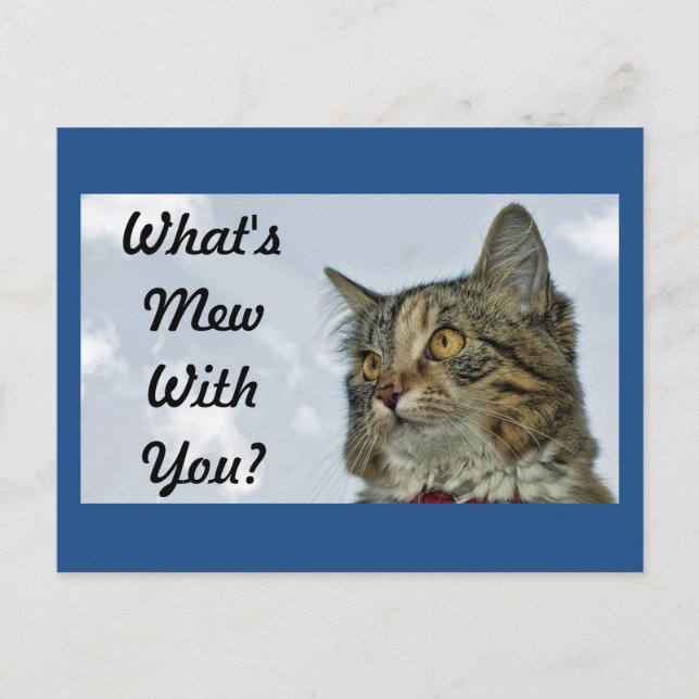 Carte Postale Qu'est-ce que Mew Cat (Devant)