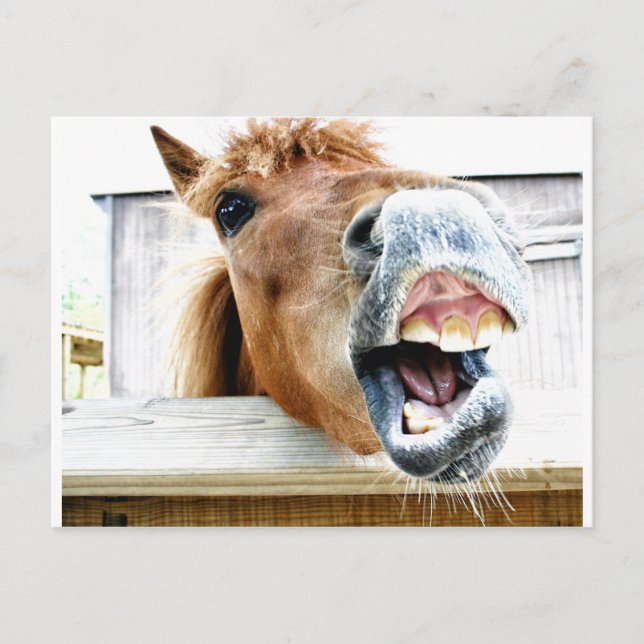 Carte Postale Qu'est-ce qui est si drôle ? (Devant)