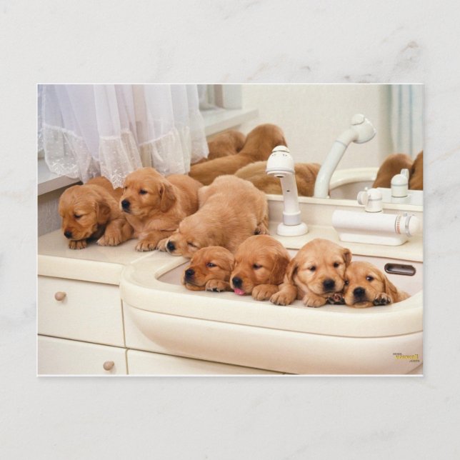 Carte Postale Qu'est-ce qu'un bain ? Cute Puppies Découvrez Bath (Devant)