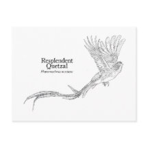 Quetzal resplendant