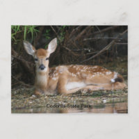 Queue blanche ouverte