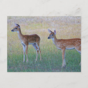Carte Postale Queue blanche ouverte