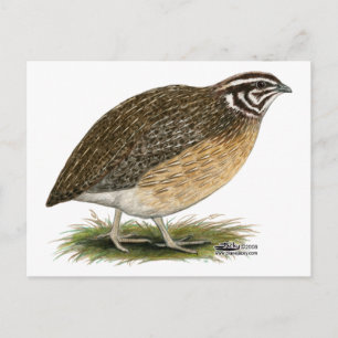 Carte Postale Queue de Coturnix Pharaoh