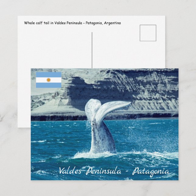 Carte Postale Queue de veau de baleine - Argentine (Devant / Derrière)
