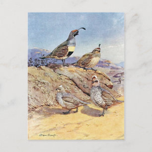 Carte Postale Queues d'Allan Brooks