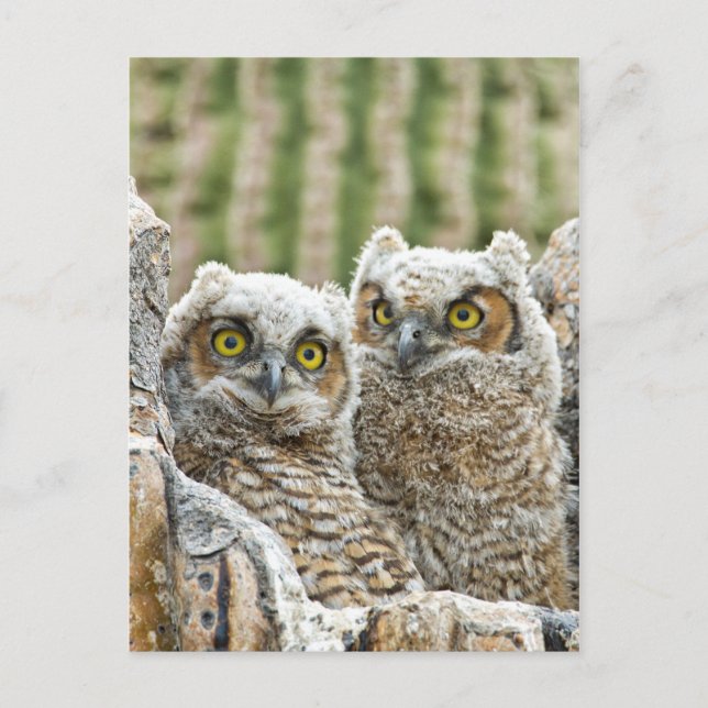 Carte Postale Qui est là ? Paire de Owl's (Devant)