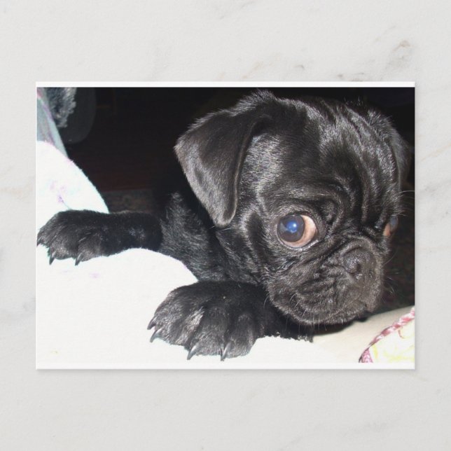 Carte Postale Qui regardes-tu ? (Devant)