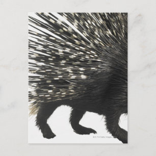 Carte Postale Quilles de Porcupine