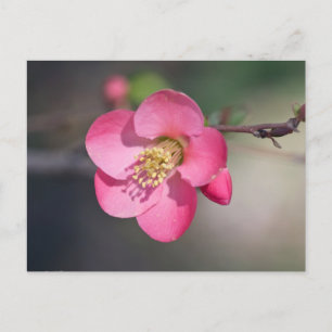 Carte Postale Quince à fleurs roses parfaite