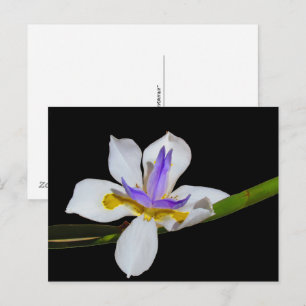 Carte postale - Quinzaine Lily