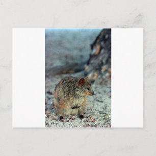 Carte Postale Quokka furieuse sur l'île Rottnest