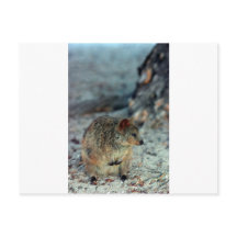 Quokka furieuse sur l'île Rottnest