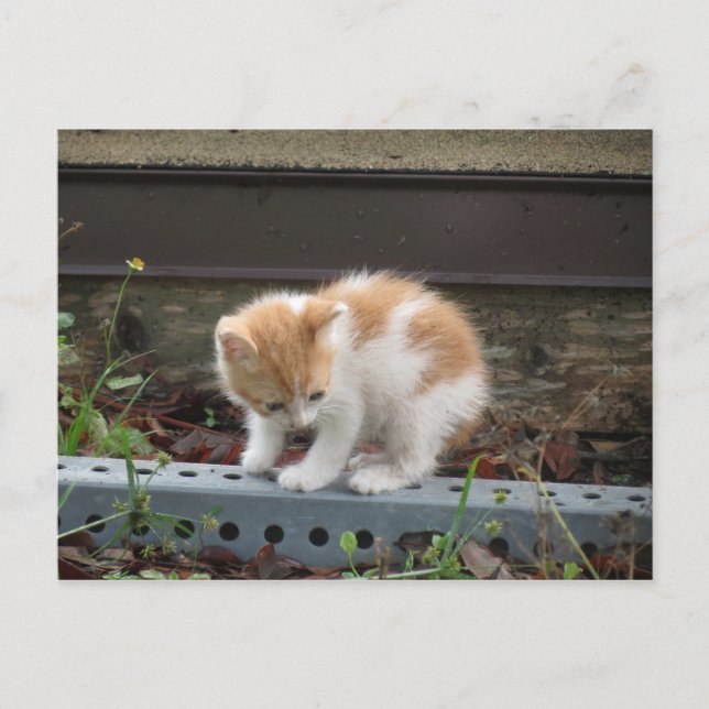 Carte Postale "Qu'y a-t-il là-bas ?" (Devant)