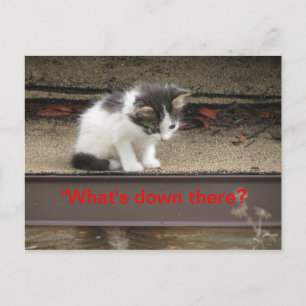 Carte Postale "Qu'y a-t-il là-bas ?" Curieux Kitten