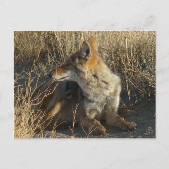 Carte Postale R16 Coyote (Devant)