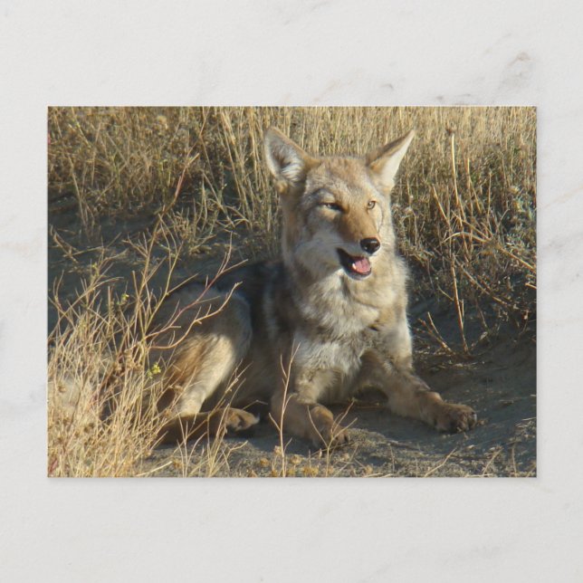 Carte Postale R18 Coyote Laying (Devant)