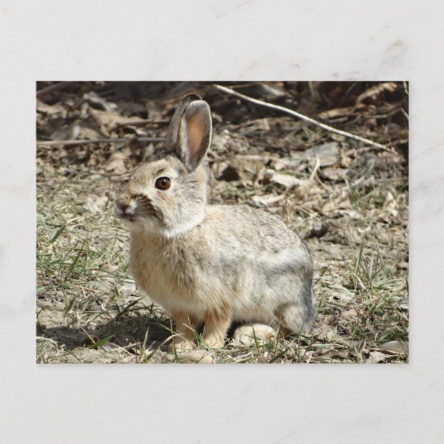 Carte Postale R24 Lapin à queue blanche (Devant)