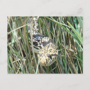 Carte Postale R4 Bullsnake dans l'herbe
