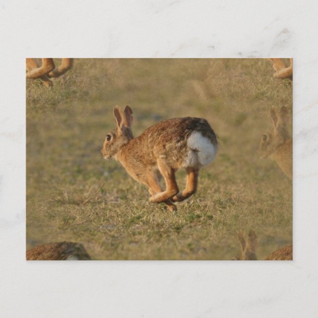 Carte postale Rabbit (Devant)