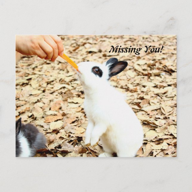 Carte postale Rabbit (Devant)