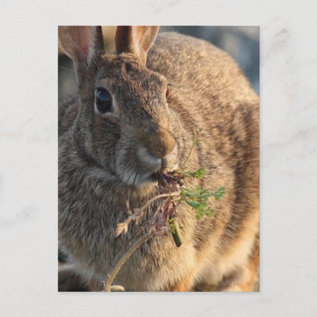 Carte postale Rabbit (Devant)