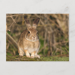 Carte postale Rabbit