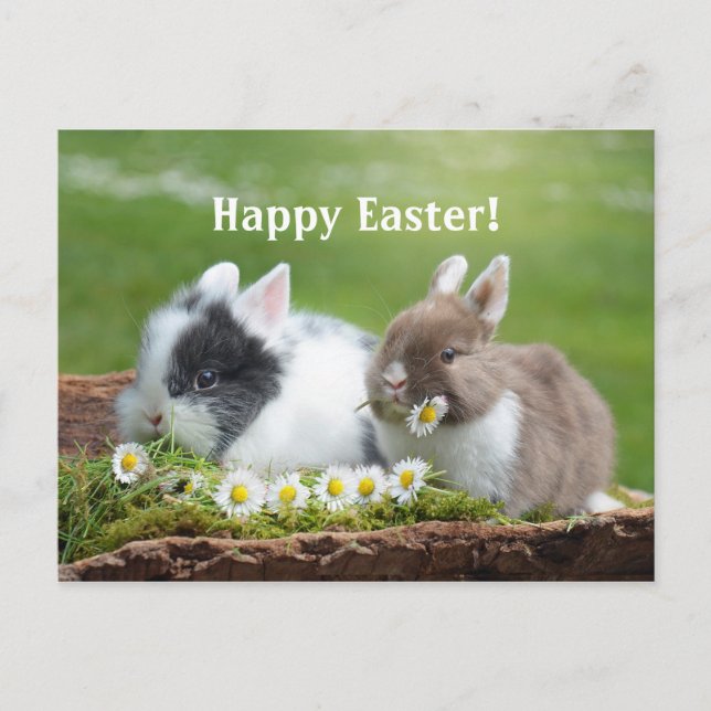 Carte postale Rabbit 8 Pâques (Devant)