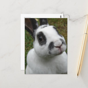 Carte Postale Rabbit adorable