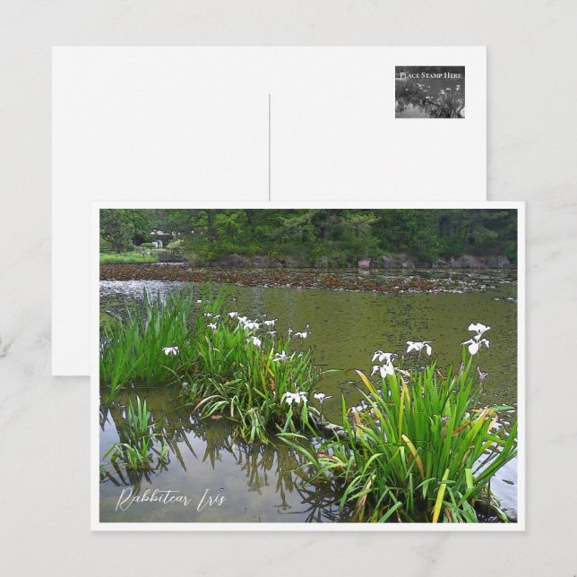 Carte Postale Rabbitear Iris (Devant / Derrière)