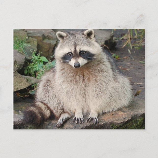Carte postale Raccoon (Devant)