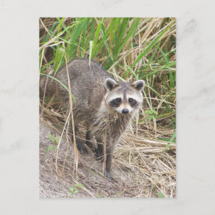 Carte Postale Raccoon