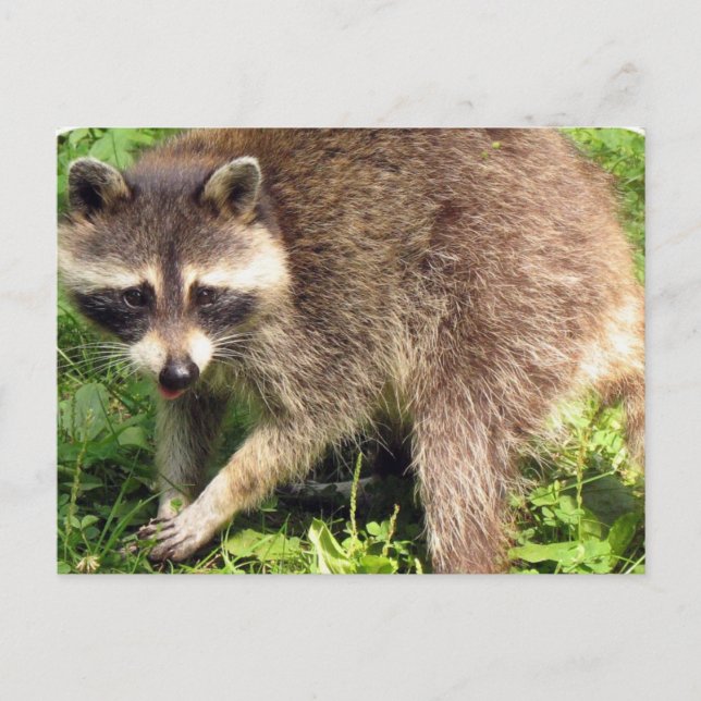 Carte postale Raccoon (Devant)