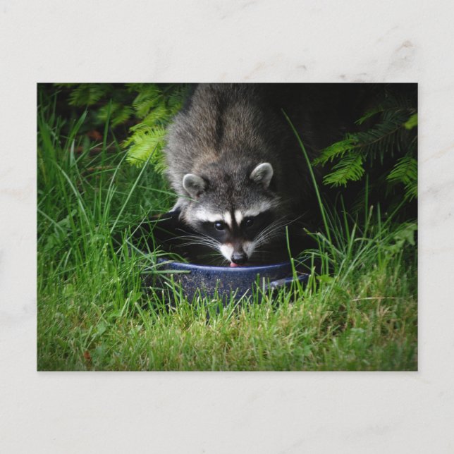 Carte postale Raccoon Boire (Devant)