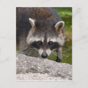 Carte Postale Raccoon Fait Contact Direct Avec L'Oeil