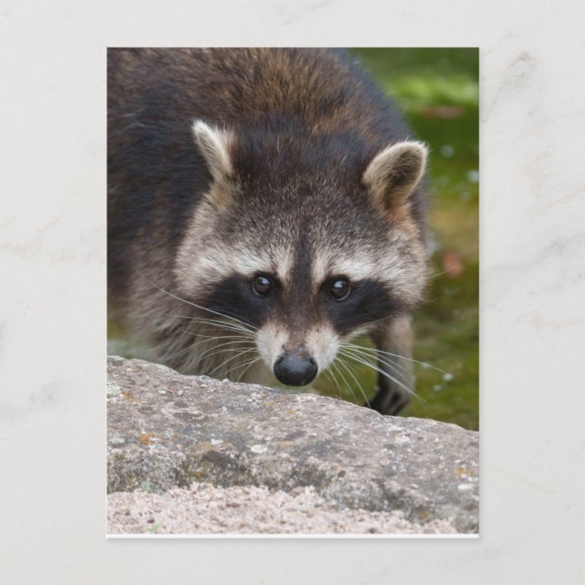 Carte Postale Raccoon Fait Contact Direct Avec L'Oeil (Devant)