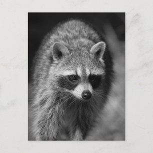 Carte Postale Raccoon gros plan Portrait - Photographie de la fa