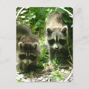 Carte postale Raccoon Habitat