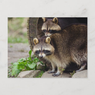 Carte Postale Raccoon mère protéger bébé