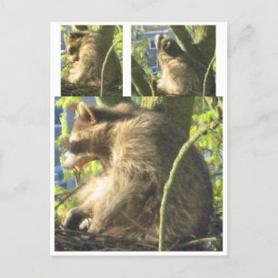 Carte postale Raccoon Yawning