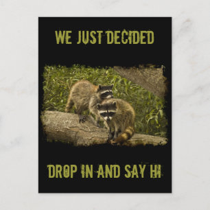 Carte Postale Raccoons