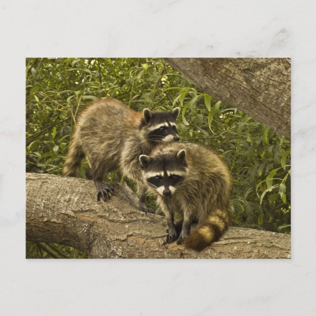 Carte Postale Raccoons (Devant)