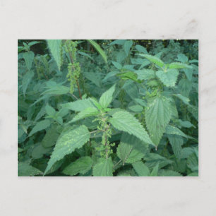Carte Postale Raccords