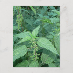 Carte Postale Raccords